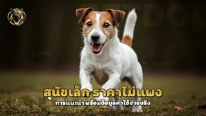 สุนัขเล็ก ราคาไม่แพง