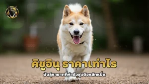 คิชูอินุ ราคาเท่าไร