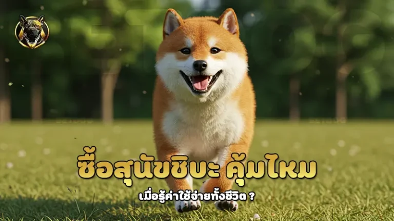 ซื้อสุนัขชิบะ คุ้มไหม