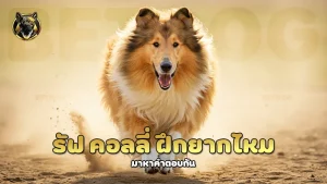 รัฟ คอลลี่ ฝึกยากไหม