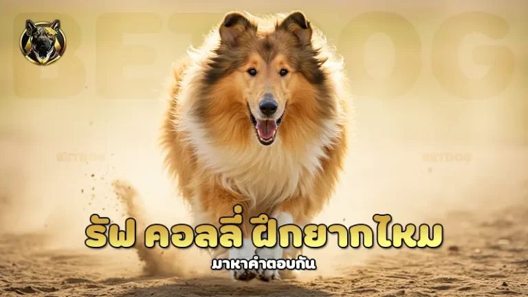 รัฟ คอลลี่ ฝึกยากไหม