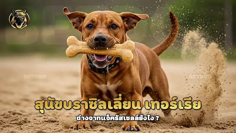 สุนัขบราซิลเลี่ยน เทอร์เรีย