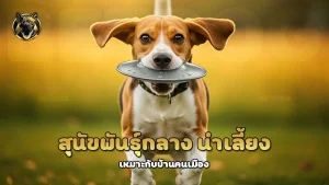 สุนัขพันธุ์กลาง น่าเลี้ยง