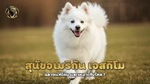 สุนัขอเมริกัน เอสกิโม