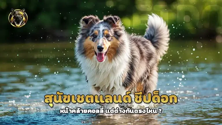 สุนัขเชตแลนด์ ชีปด็อก