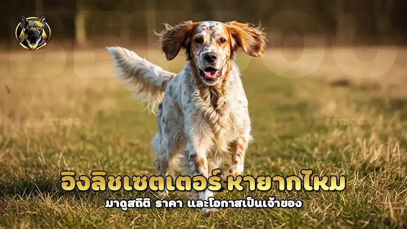 อิงลิชเซตเตอร์ หายากไหม