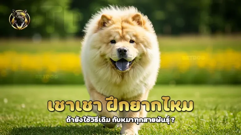 เชาเชา ฝึกยากไหม