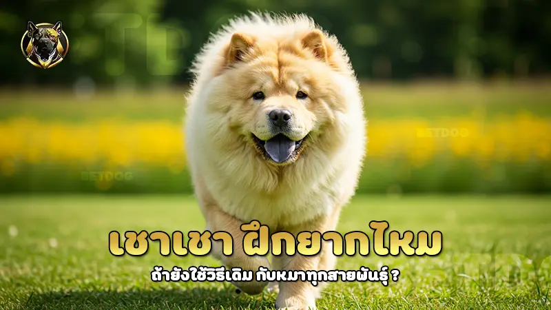 เชาเชา ฝึกยากไหม