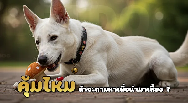 คานาอัน ทำไมหายาก