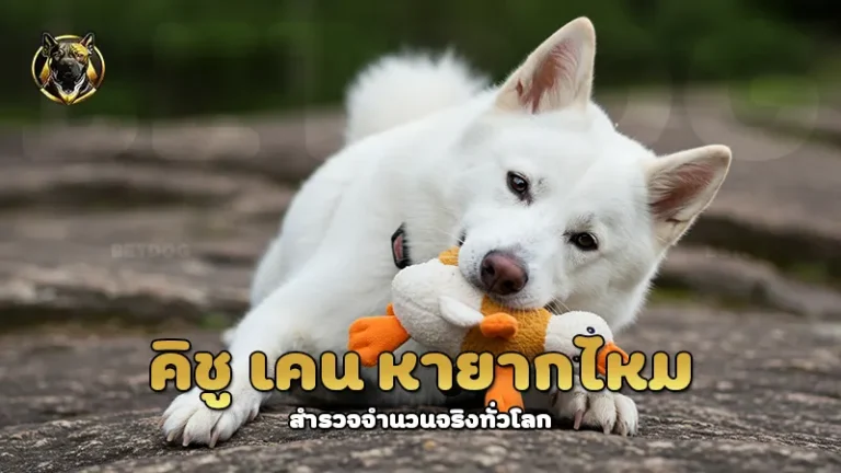 คิชู เคน หายากไหม