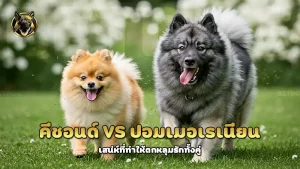 คีชอนด์ vs ปอมเมอเรเนียน