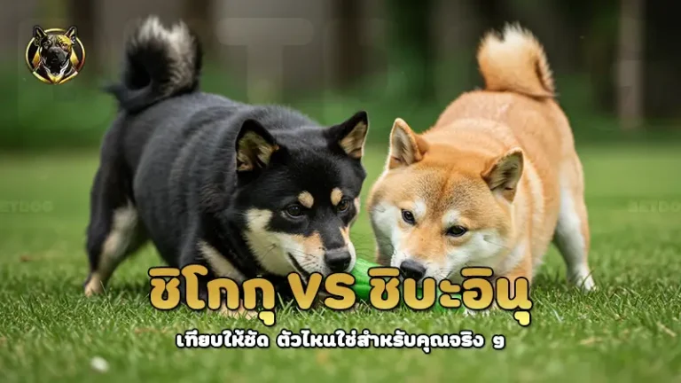 ชิโกกุ vs ชิบะอินุ