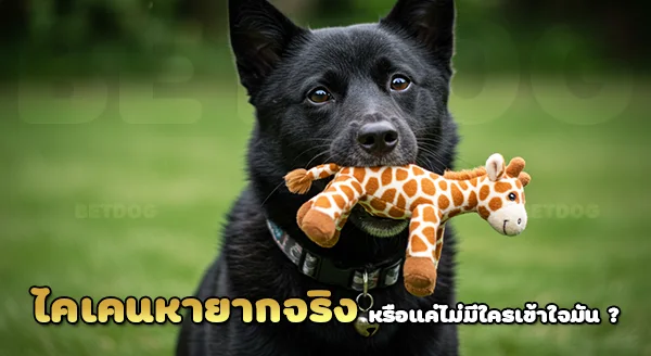 ทำไม ไคเคนหายาก