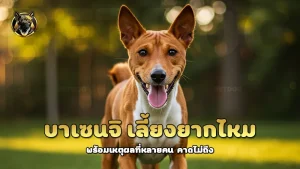 บาเซนจิ เลี้ยงยากไหม