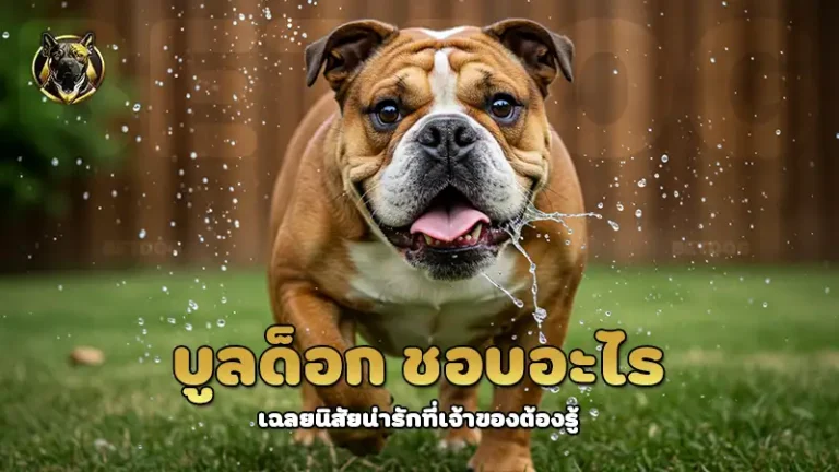 บูลด็อก ชอบอะไร