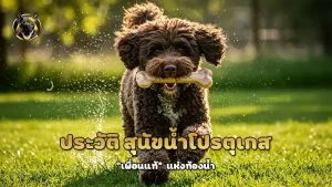 ประวัติ สุนัขน้ำโปรตุเกส