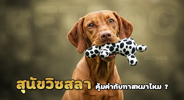 วิซสลา ราคาเท่าไร