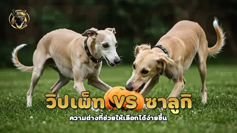 วิปเพ็ท vs ซาลูกิ