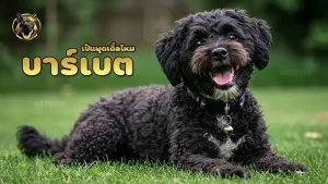 บาร์เบต เป็นพุดเดิ้ลไหม