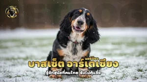 บาสเซ็ต อาร์เตเซียง นอร์ม็อง