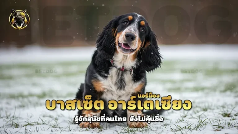 บาสเซ็ต อาร์เตเซียง นอร์ม็อง