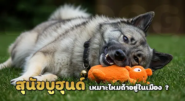 บูฮุนด์ สุนัขเลี้ยงแกะ