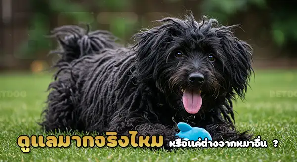 พูลิ ดูแลมากไหม