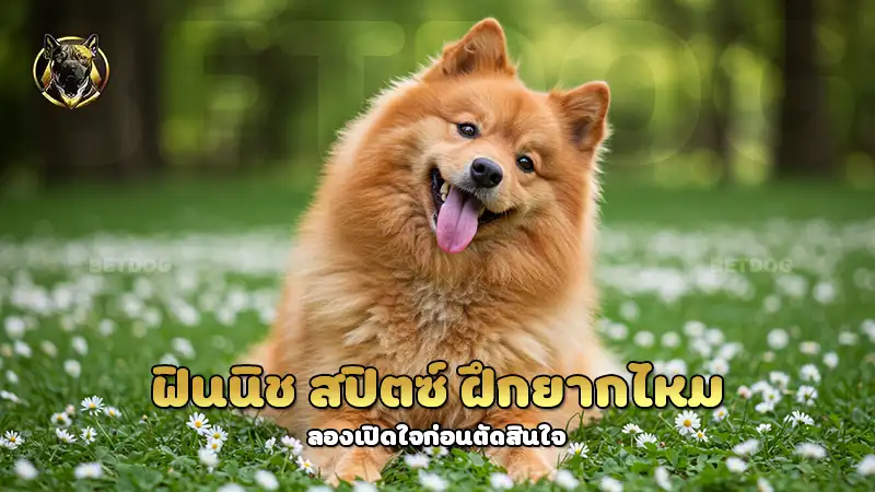 ฟินนิช สปิตซ์ ฝึกยากไหม