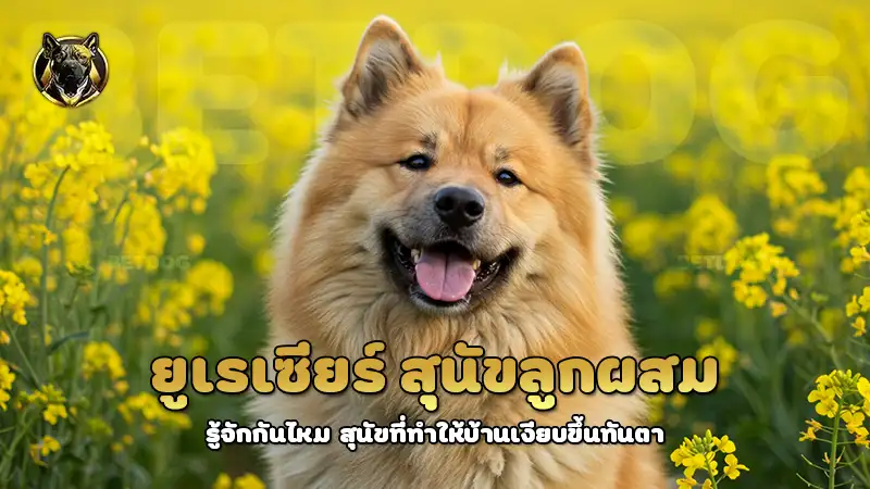 ยูเรเซียร์ สุนัขลูกผสม