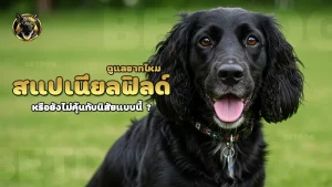 สแปเนียลฟิลด์ ดูแลยากไหม