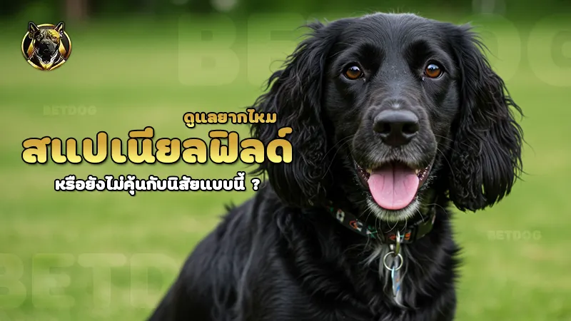 สแปเนียลฟิลด์ ดูแลยากไหม