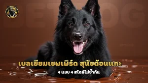 เบลเยียมเชพเพิร์ด สุนัขต้อนแกะ