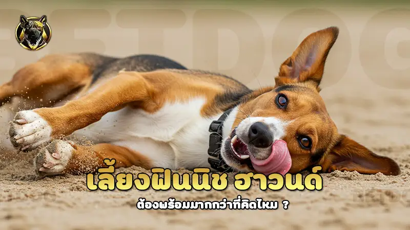 เลี้ยงฟินนิช ฮาวนด์