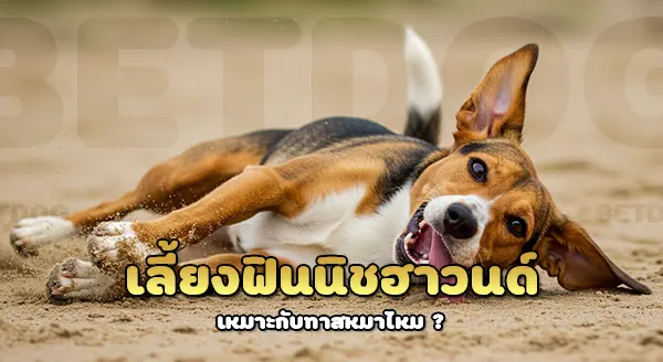 เลี้ยงฟินนิช ฮาวนด์