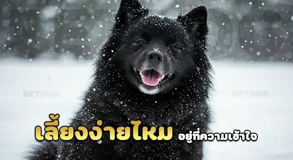 เลี้ยงสวีเดนแลปฮุนด์ ง่ายไหม