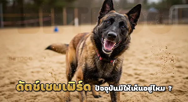 ดัตช์เชพเพิร์ด ทำไมหายาก