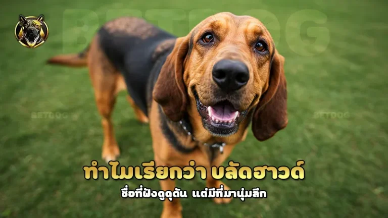 ทำไมเรียกว่า บลัดฮาวด์