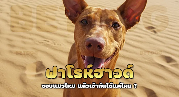 ฟาโรห์ฮาวด์ ชอบแมวไหม