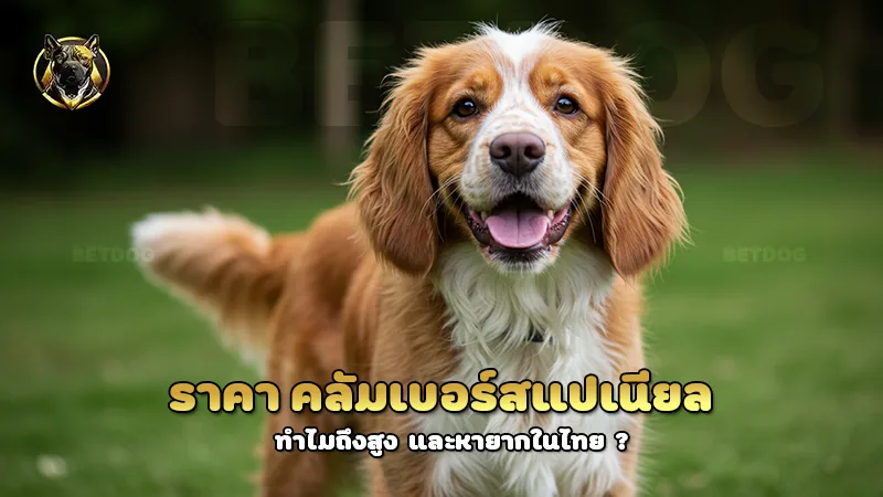 ราคา คลัมเบอร์สแปเนียล