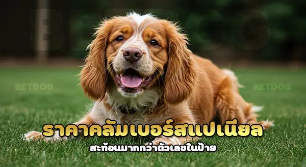 ราคา คลัมเบอร์สแปเนียล