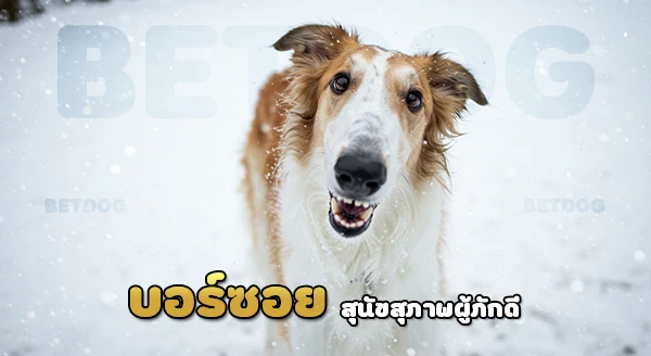 ลักษณะ สุนัขบอร์ซอย