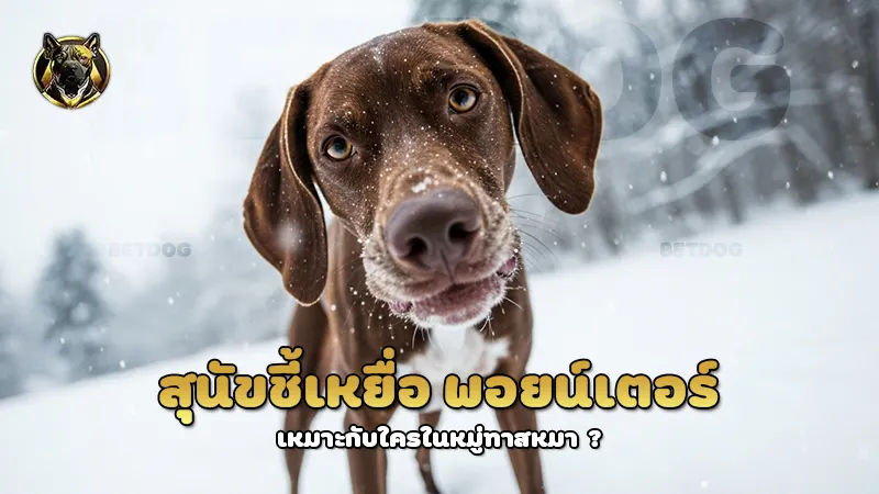 สุนัขชี้เหยื่อ พอยน์เตอร์