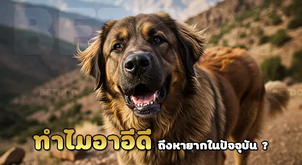 สุนัขอาอีดี ทำไมหายาก