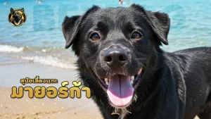 สุนัขเลี้ยงแกะ มายอร์ก้า