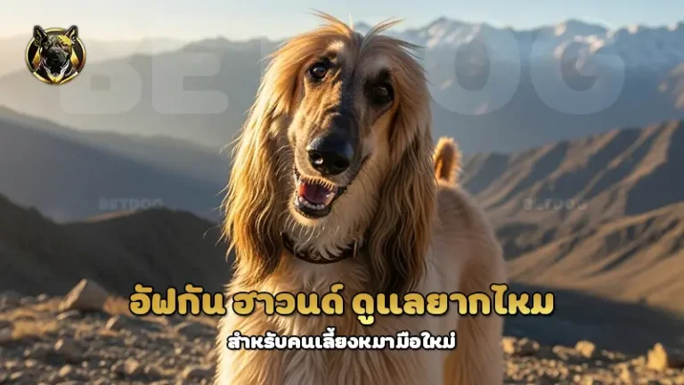 อัฟกัน ฮาวนด์ ดูแลยากไหม