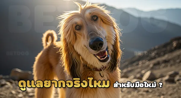 อัฟกัน ฮาวนด์ ดูแลยากไหม