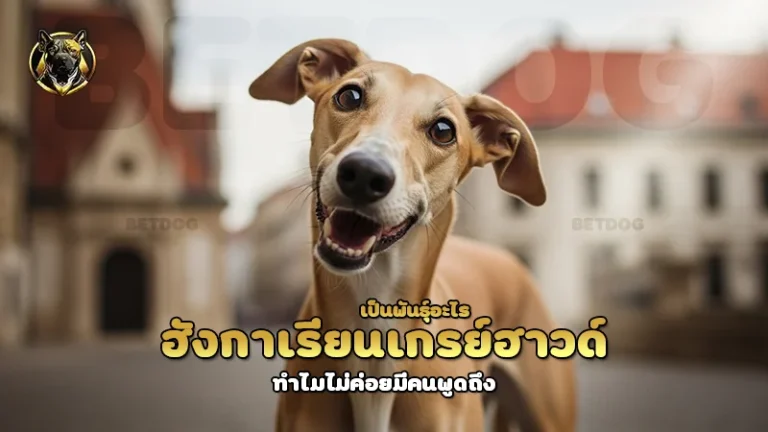 ฮังกาเรียนเกรย์ฮาวด์ เป็นพันธุ์อะไร