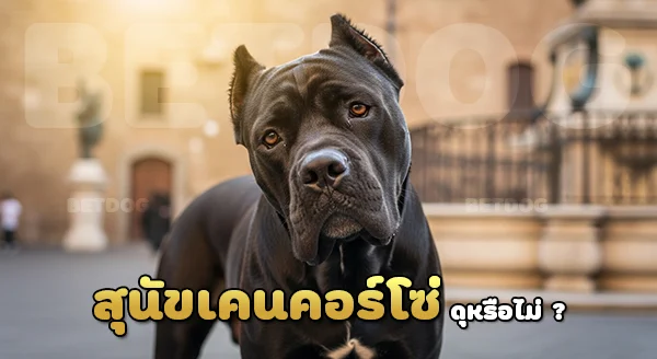 เคน คอร์โซ่ ดุไหม