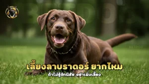 เลี้ยงลาบราดอร์ ยากไหม