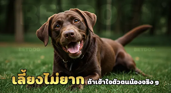 เลี้ยงลาบราดอร์ ยากไหม